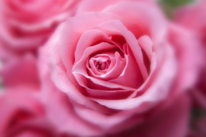 Pink Rose 4K395434501 300x200 - Pink Rose 4K - Rose, Purple, Pink